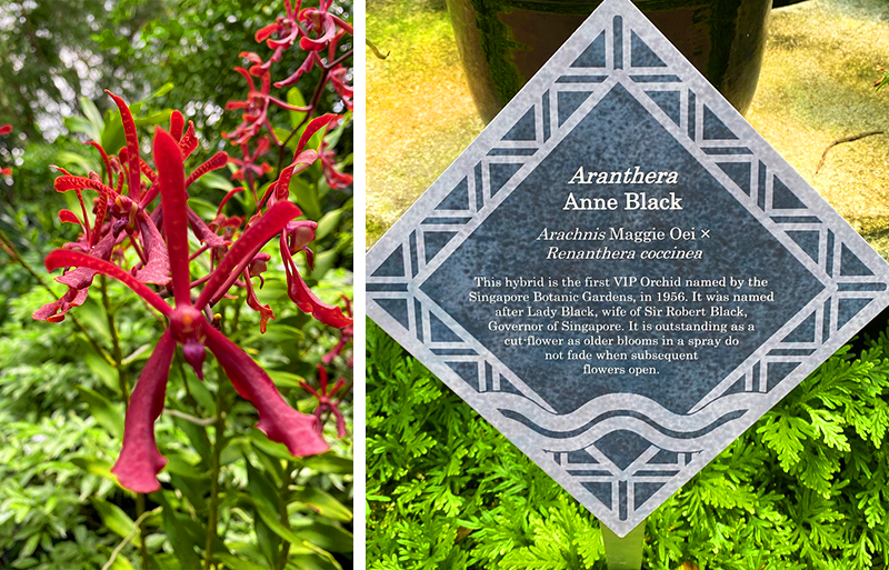 Flower Power Singapore’s Orchid Diplomacy